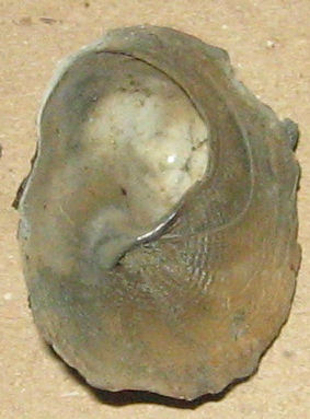 xenophora